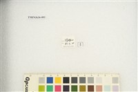 蟪蛄(黑斑蟬)藏品圖，第4張